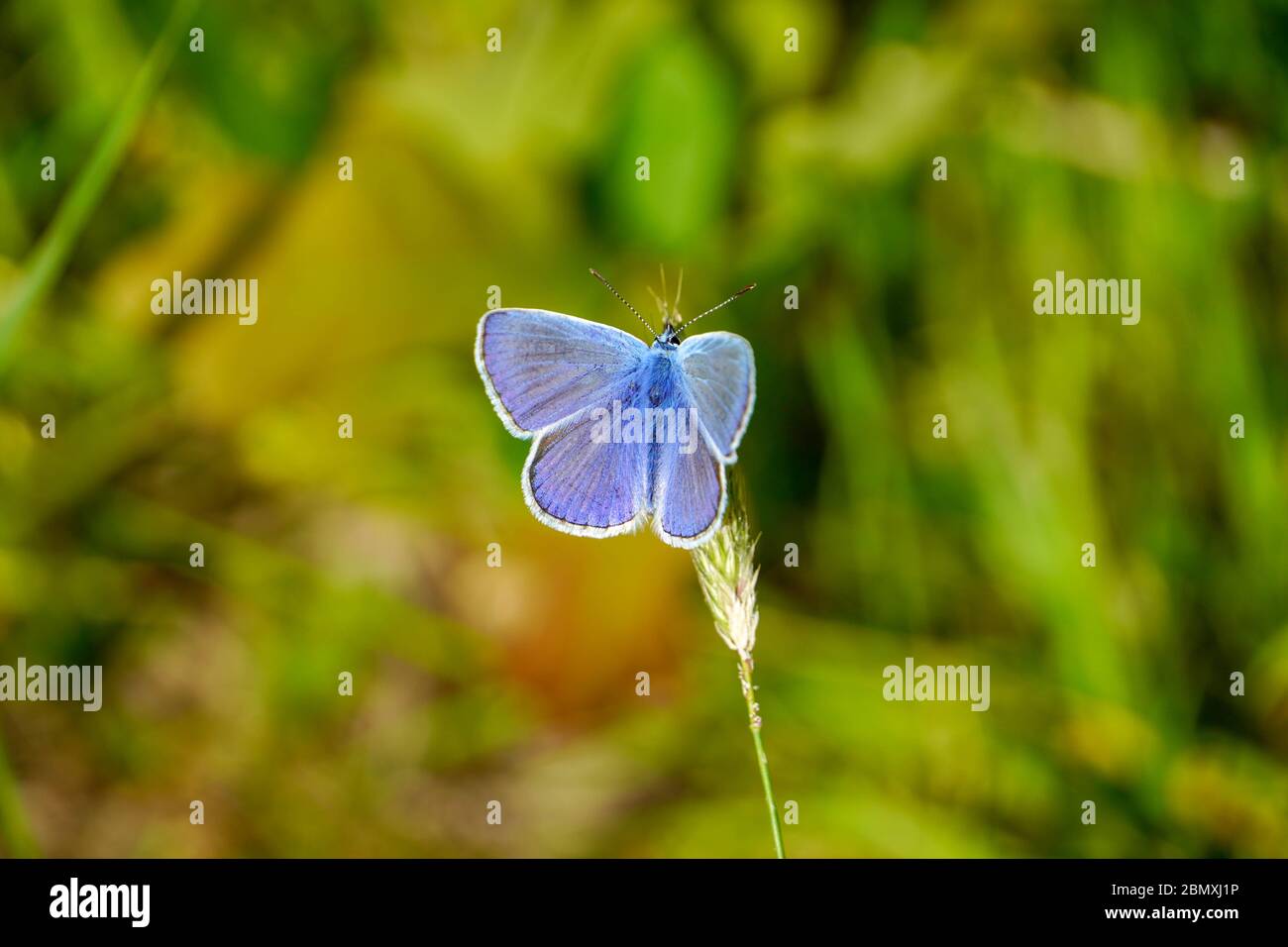 Comune di Blue Butterfly - polyommatus icarus Foto Stock