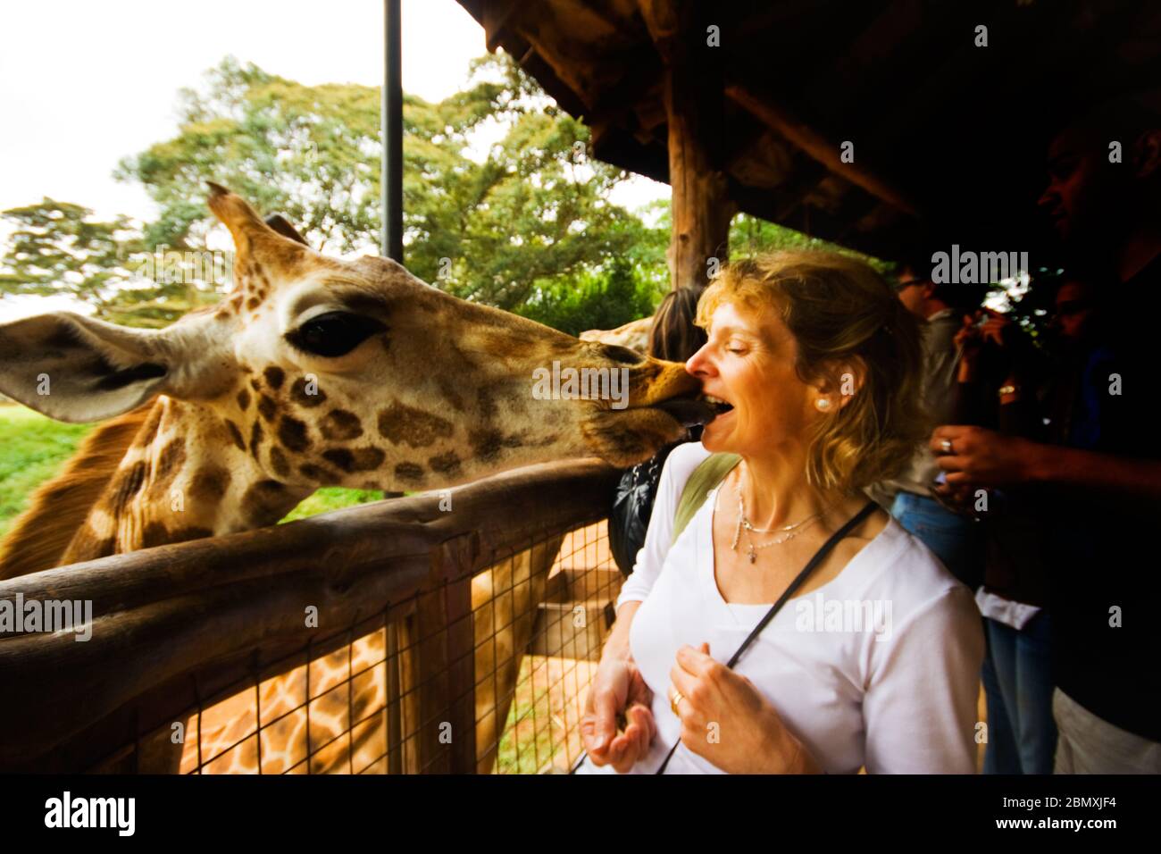 Una donna che viene leccata essere una giraffa su una piattaforma in Kenya, Africa Foto Stock