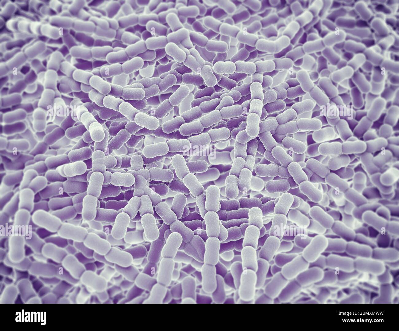Cellule di Streptococcus pneumoniae. Illustrazione 3D Foto Stock