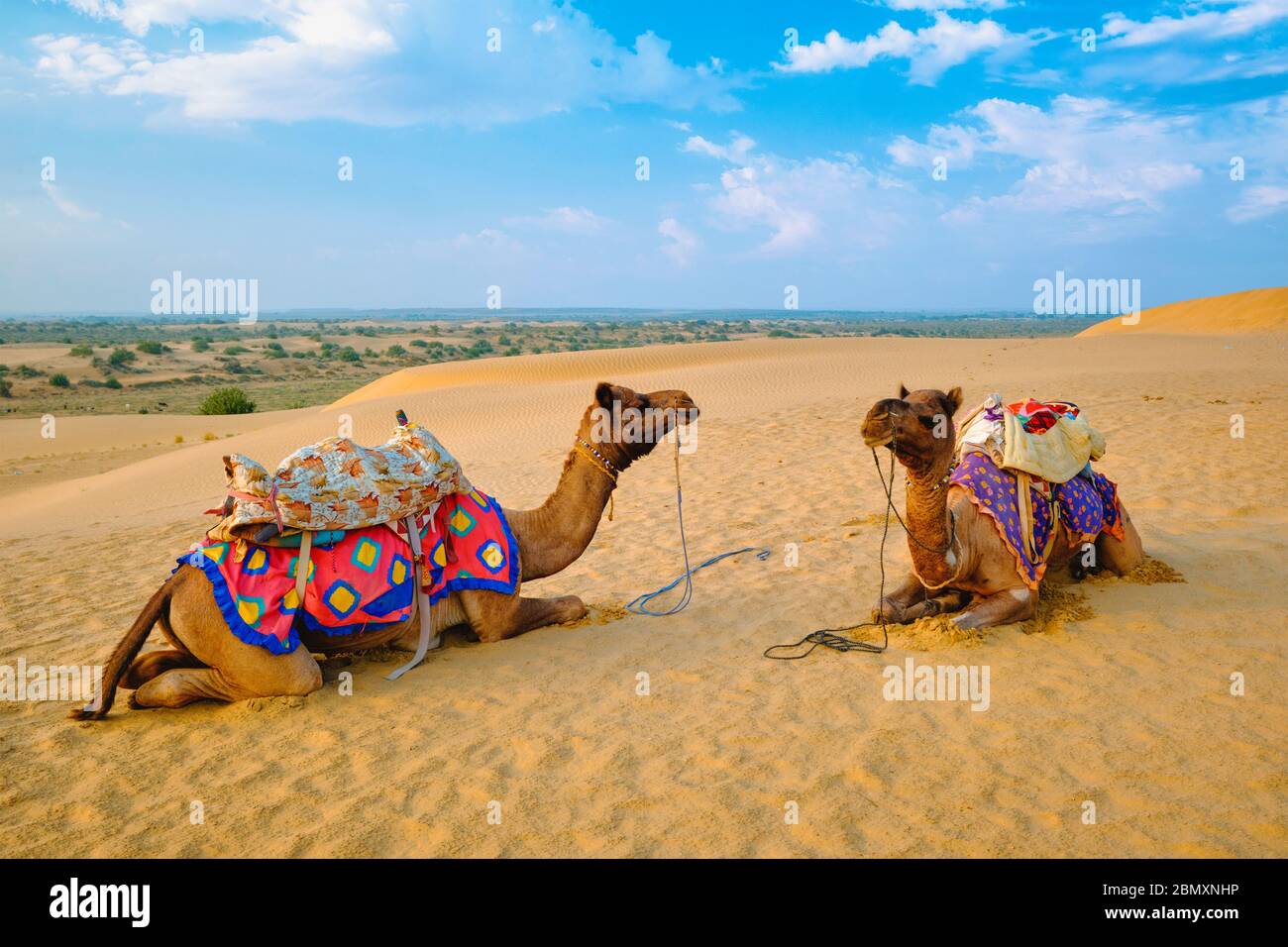 Cammello indiano nelle dune di sabbia del deserto di Thar al tramonto. Jaisalmer, Rajasthan, India Foto Stock