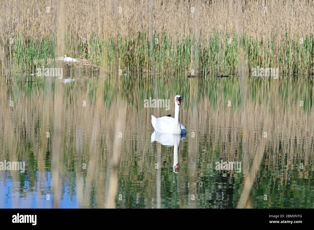 Vienna, Austria. Nationalpark Donau-Auen, il Lobau. Foto Stock