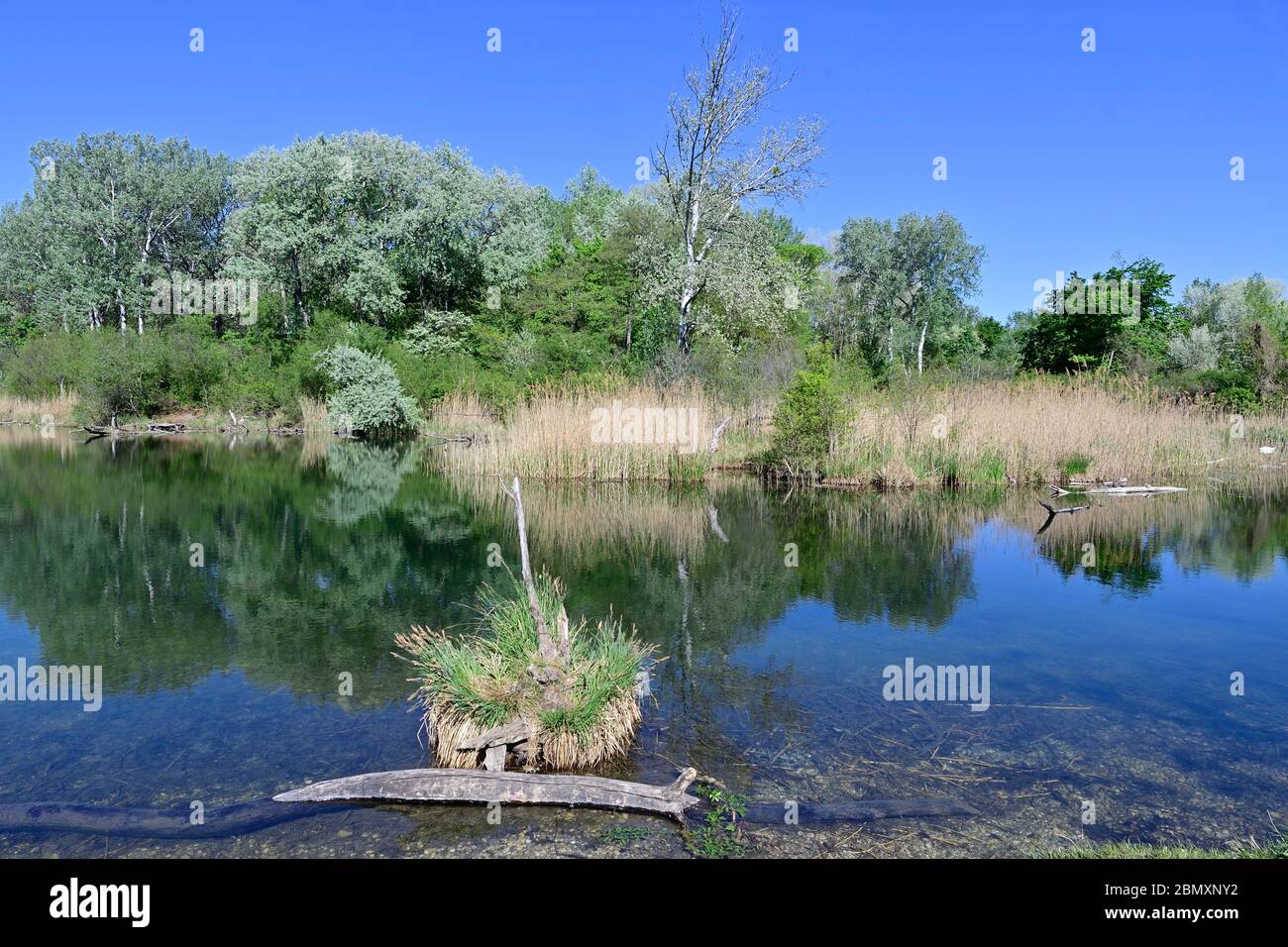 Vienna, Austria. Nationalpark Donau-Auen, il Lobau. Foto Stock