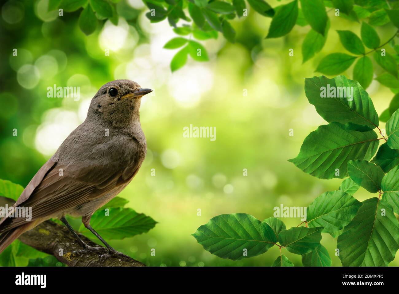 Uccello su un ramo e verde fogliame incorniciato uno sfondo bella natura bokeh Foto Stock