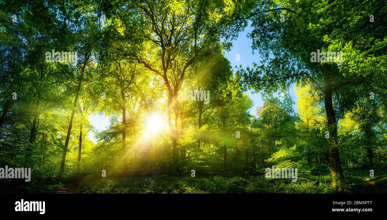 Vividi paesaggi di bella luce del sole in una lussureggiante foresta verde, con colori vivaci e piacevole contrasto Foto Stock