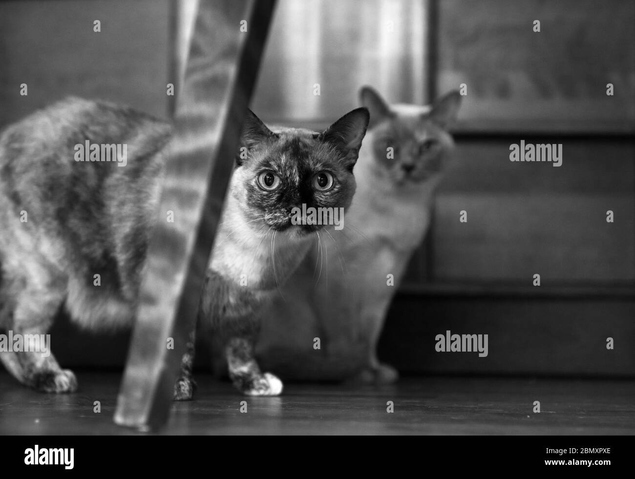 Due gatti tonkinesi oscurati da una gamba di sedia che si trova su un pavimento di legno guardando la macchina fotografica Foto Stock