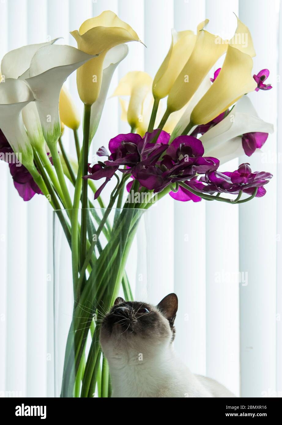 Gatto tonkinese che guarda su un mucchio grande di fiori Foto Stock