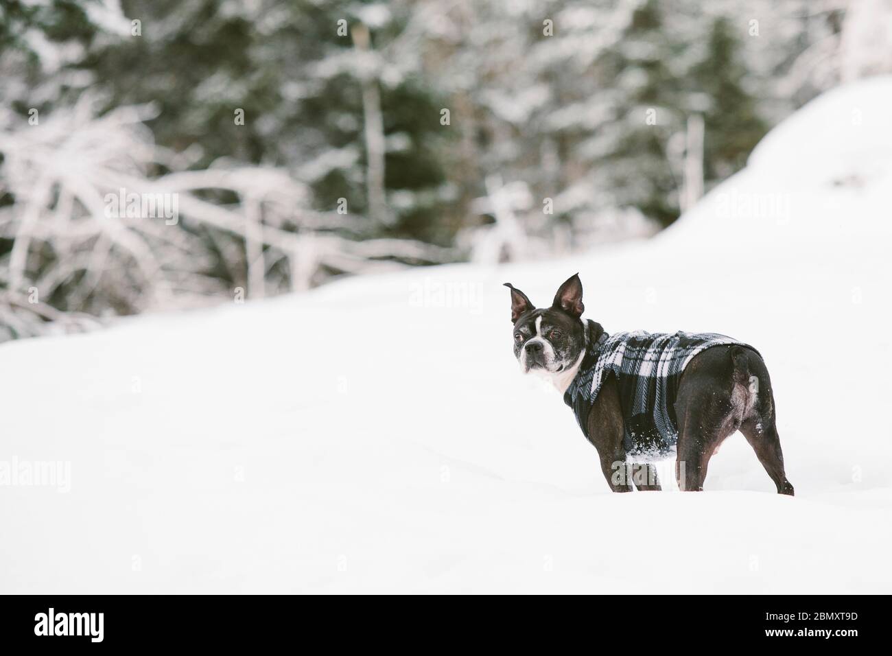 Boston Terrier indossa un pile di plaid che gioca all'aperto nella neve d'inverno Foto Stock