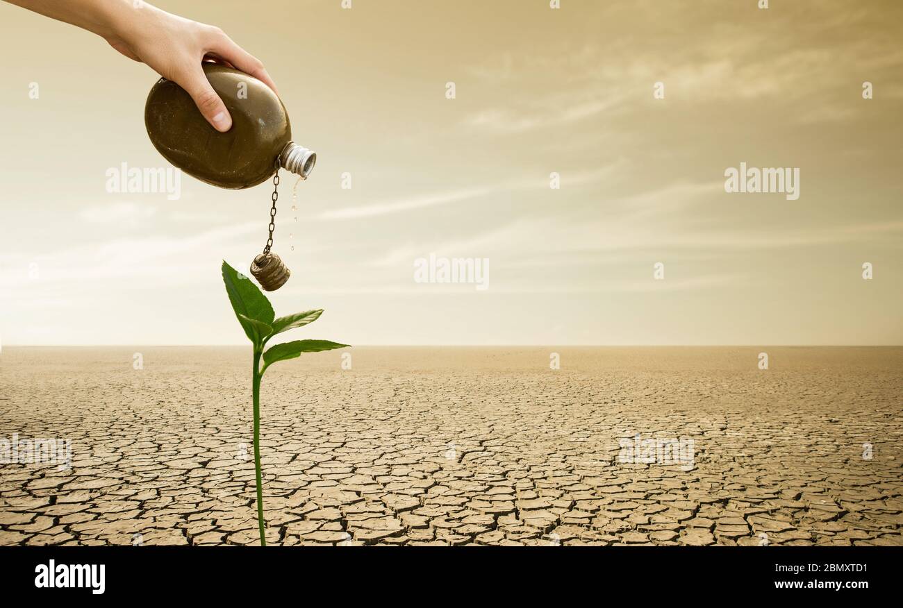 Un uomo versa l'acqua da un pallone su una pianta nel deserto. Siccità e scarsità di acqua causate dal riscaldamento globale Foto Stock