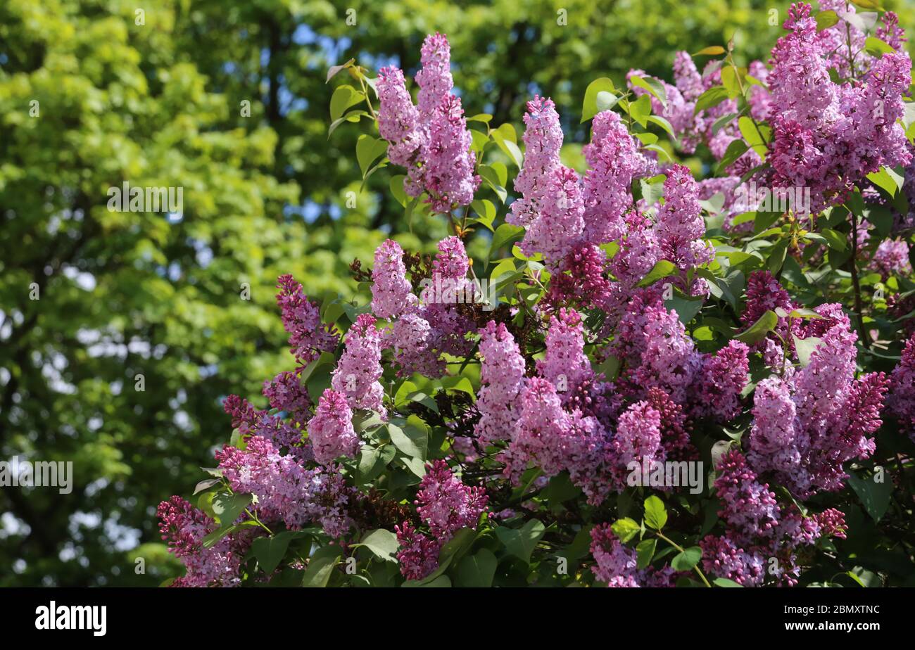 Cracovia. Cracovia. Polonia. Lilla comune (Syringa vulgaris). Foto Stock