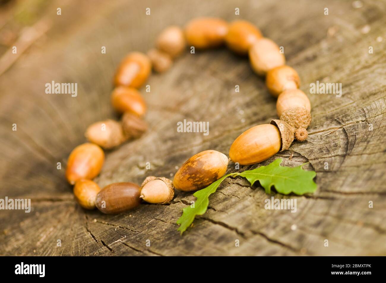 Cuore fatto di frutta fresca marrone di quercia - Acorn - su fondo testurizzato di ceppo tagliato. Elemento di design per amore autunno, San Valentino, Festa della mamma e. Foto Stock