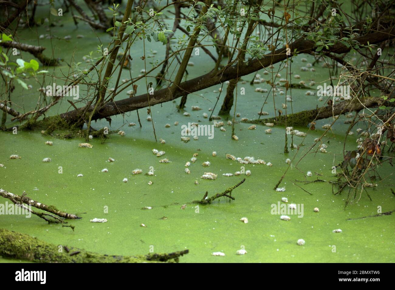 Polline galleggianti sull'acqua Foto Stock