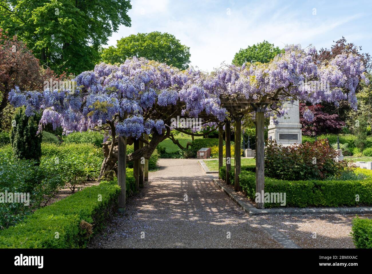 Glicine pergola coperta in fiore nei Giardini municipali nella città di Aldershot Hampshire nel mese di maggio, Regno Unito Foto Stock