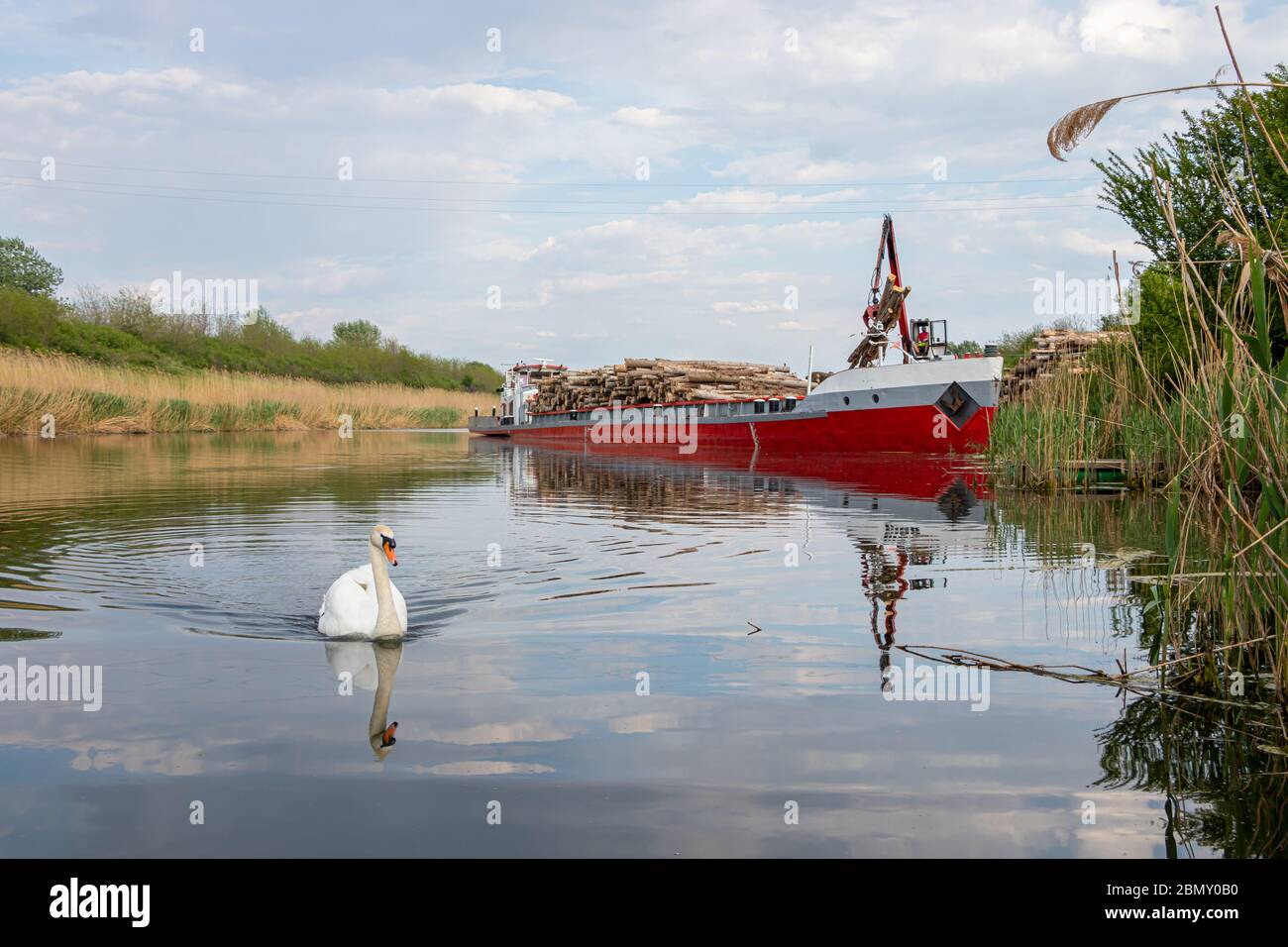 Novi Sad, Serbia - 28 aprile 2020: Distruzione dell'habitat naturale dei cigni. Distruzione della natura scarico di tronchi di legname da una nave con gru presso la Foto Stock