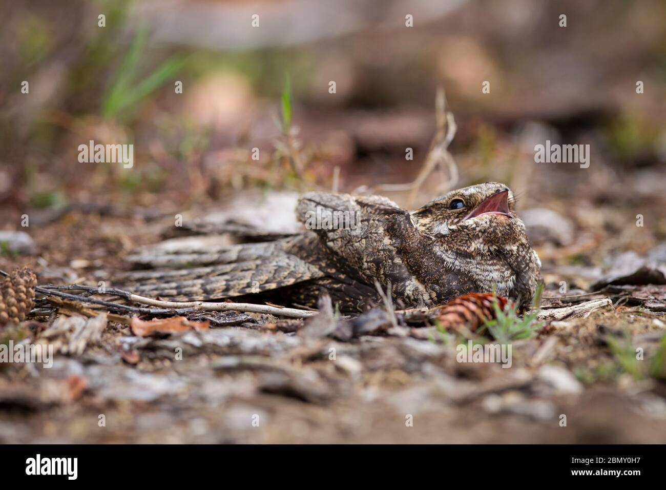 Ziegenmelker, Caprimulgus europaeus, giara europea Foto Stock