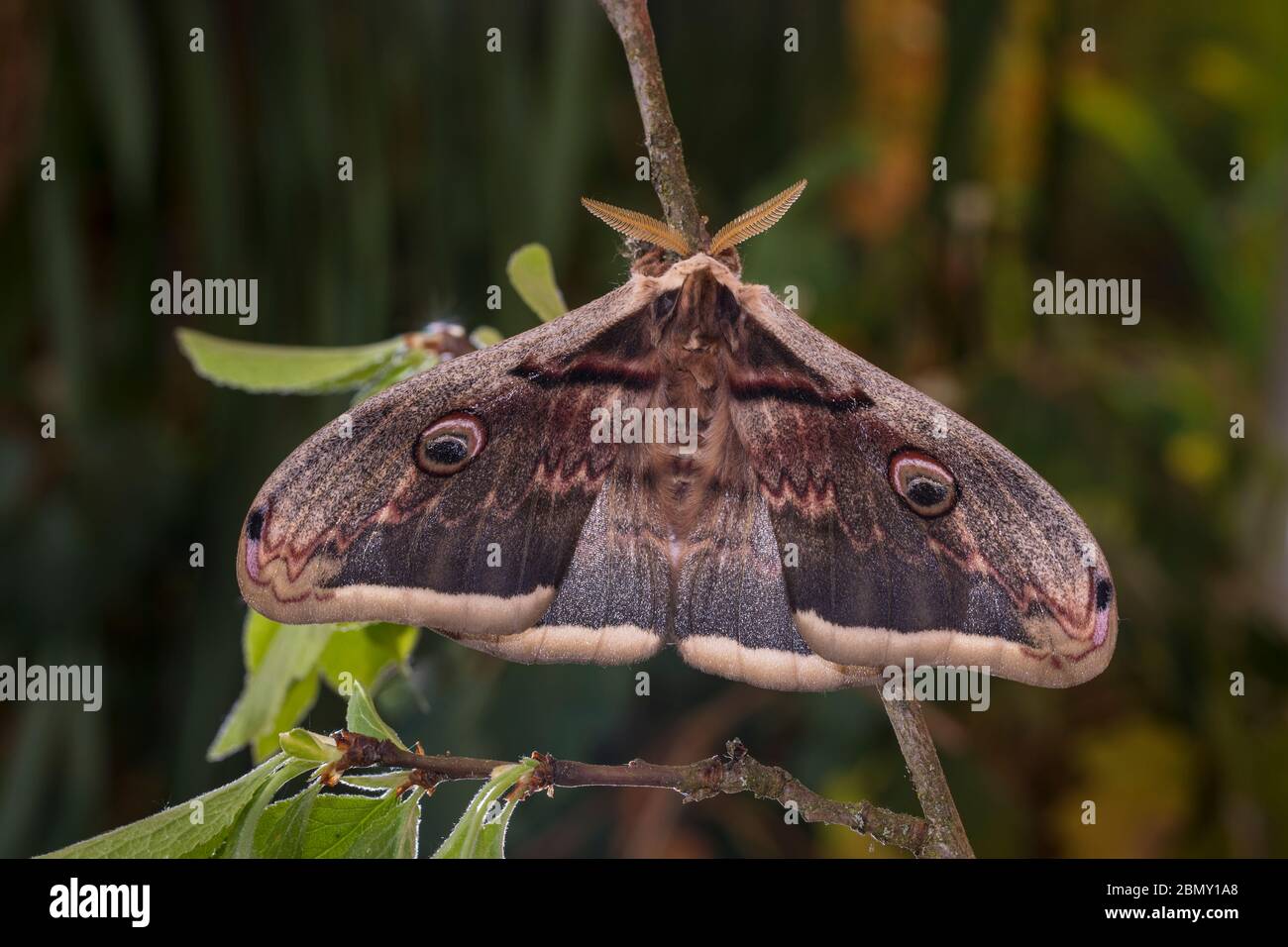 Wiener Nachtpfauenauge, Saturnia piri, gigantesca falena di pavone - Maennchen Foto Stock