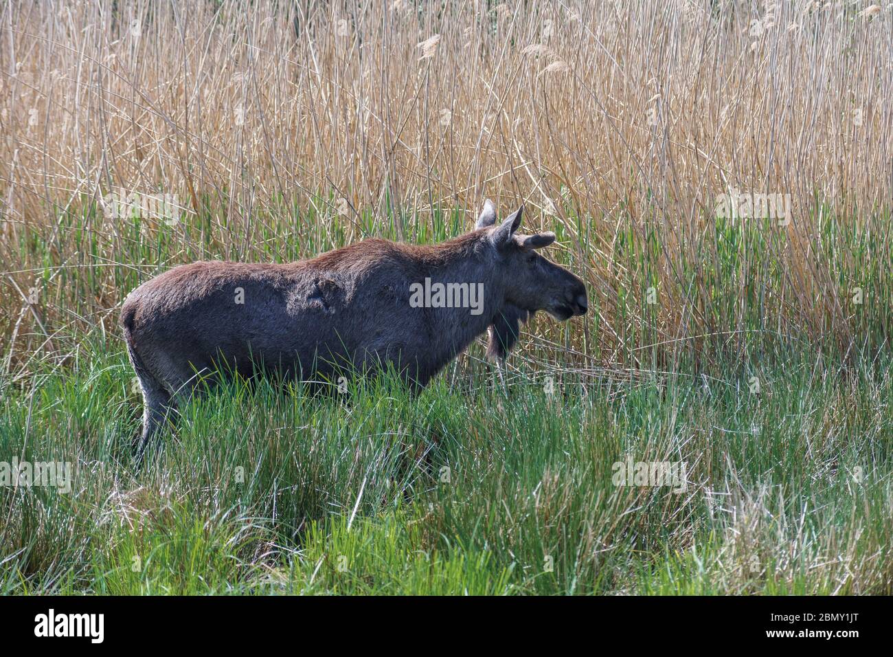 Moose o alci eurasiani in una giornata di sole in campagna. Foto Stock