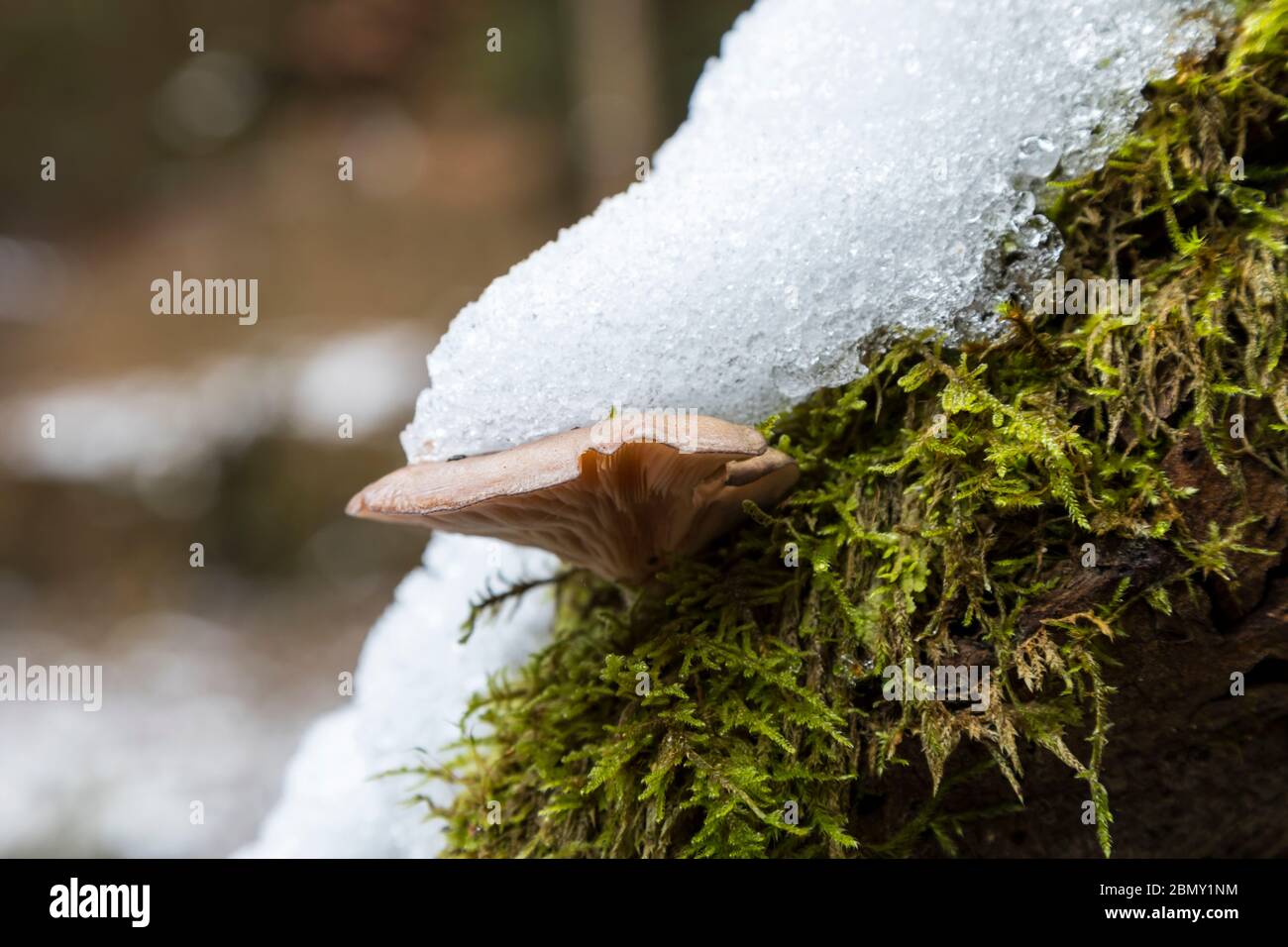 Pilz mit Schnee Foto Stock