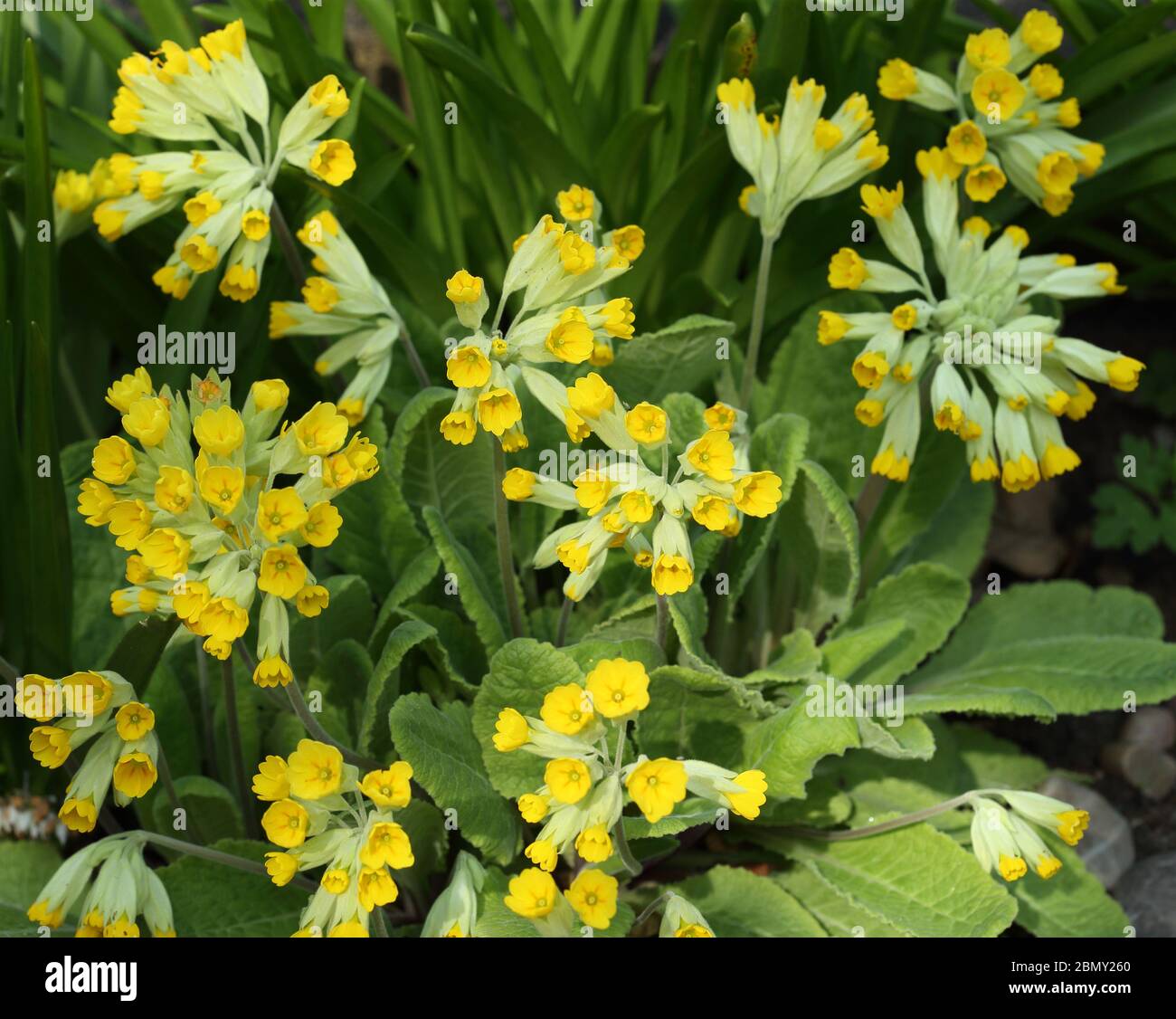 Teste di fiori aperte di vigliette - Primula veris Foto Stock