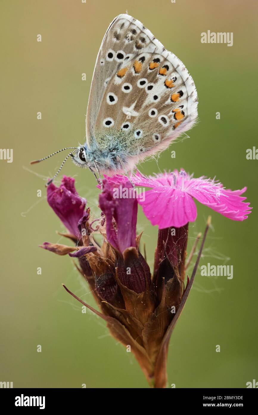 Adonis Blue Butterfly (Lysandra bellargus) si siede su un fiore rosa nella natura Foto Stock