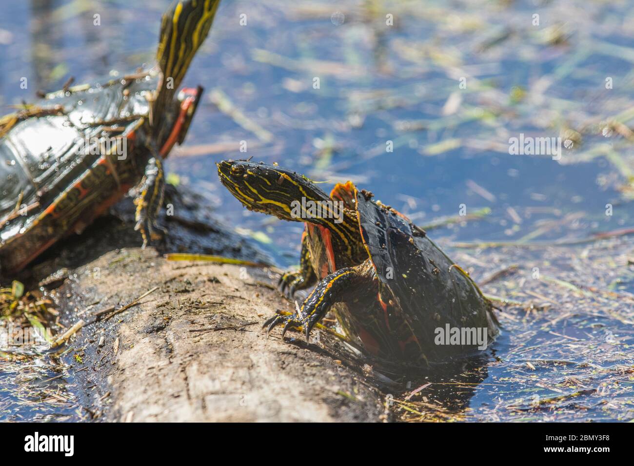 Tartaruga dipinta occidentale (Chryslemys picta) scalata e sole sul tronco, per riscaldarsi, piccolo slough, nel suo habitat naturale. Cranbrook, BC. Foto Stock