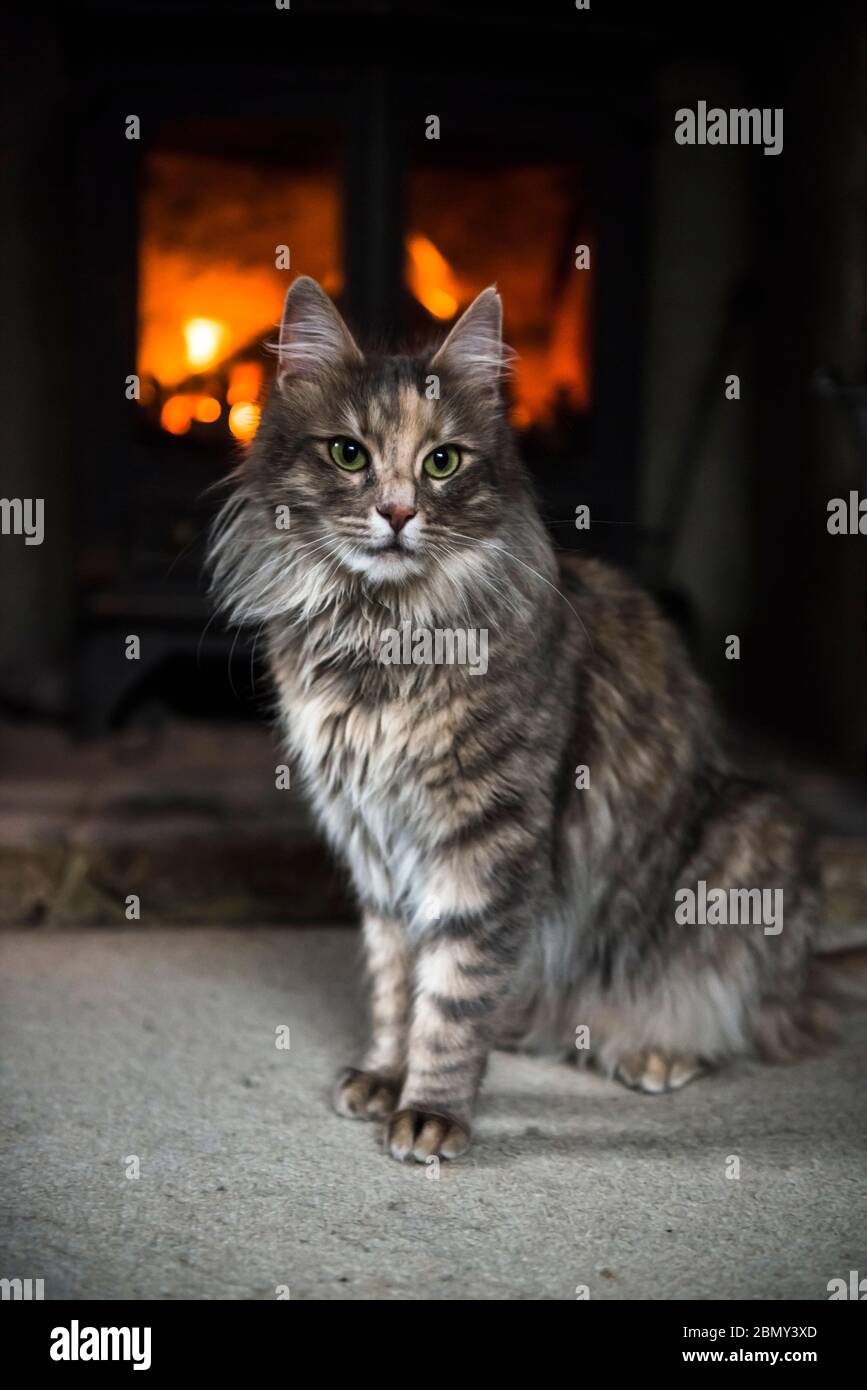 Angora turco cat Foto Stock