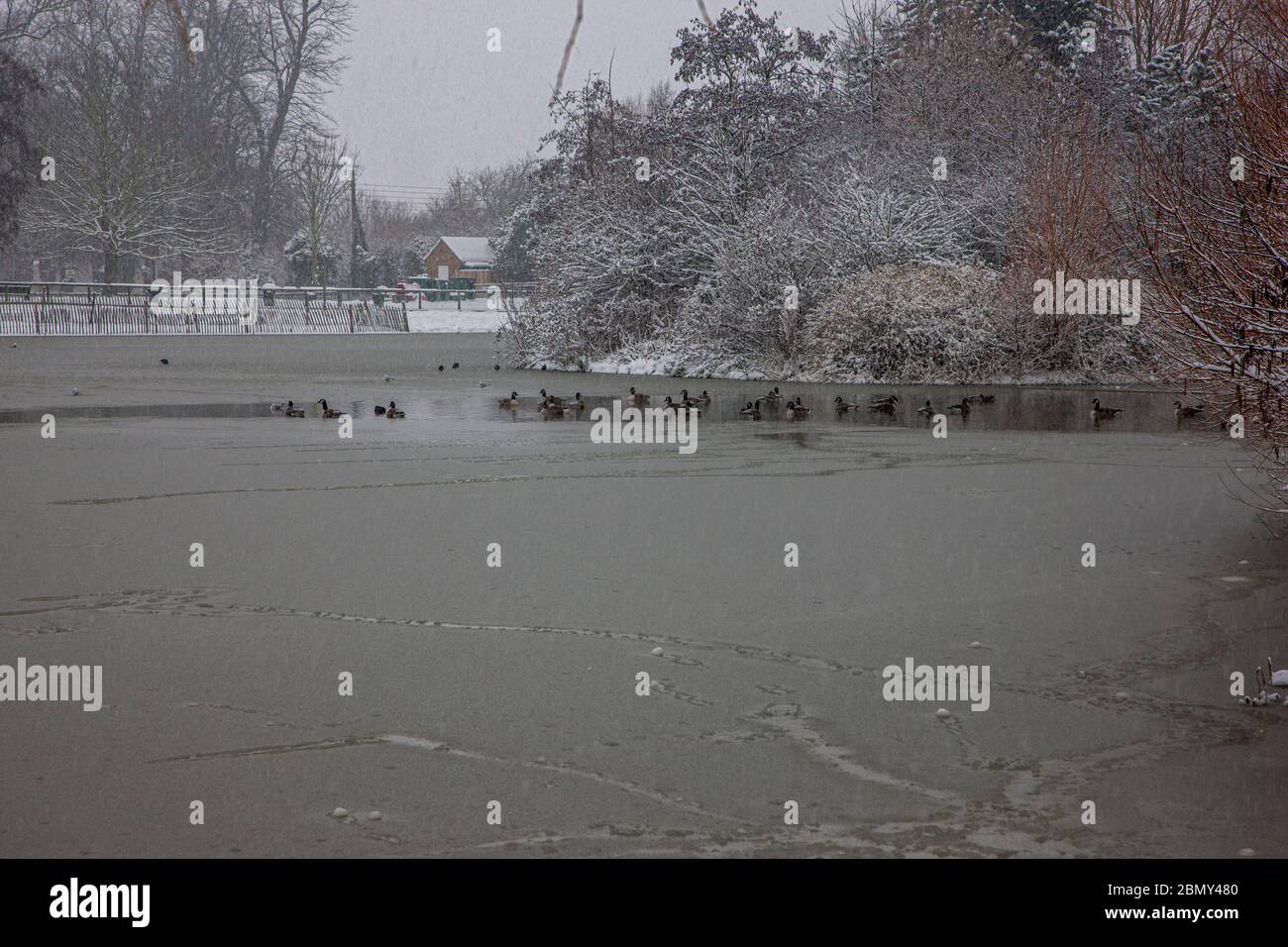 Anatre che nuotano su un lago parzialmente congelato Foto Stock