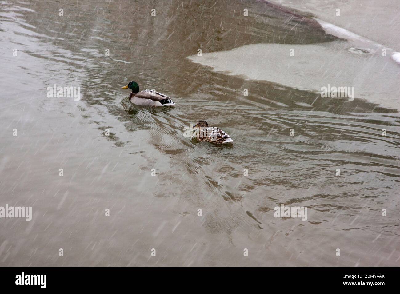Anatre che nuotano su un lago parzialmente congelato Foto Stock