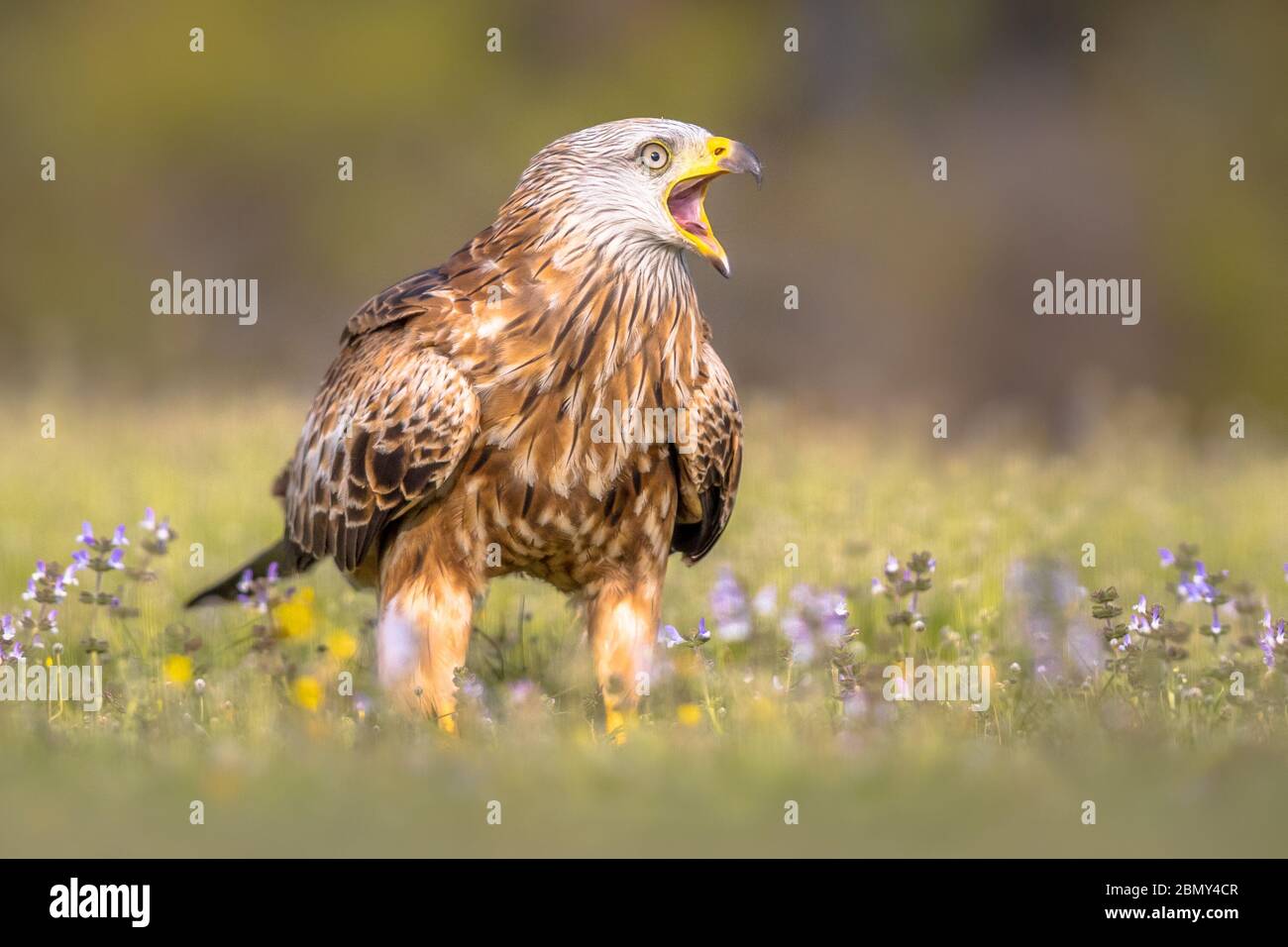 Aquilone rosso (Milvus milvus) urlando nei Pirenei spagnoli, Vilagrassa, Catalogna, Spagna. Aprile. È residente nelle parti più miti della sua gamma in ovest Foto Stock