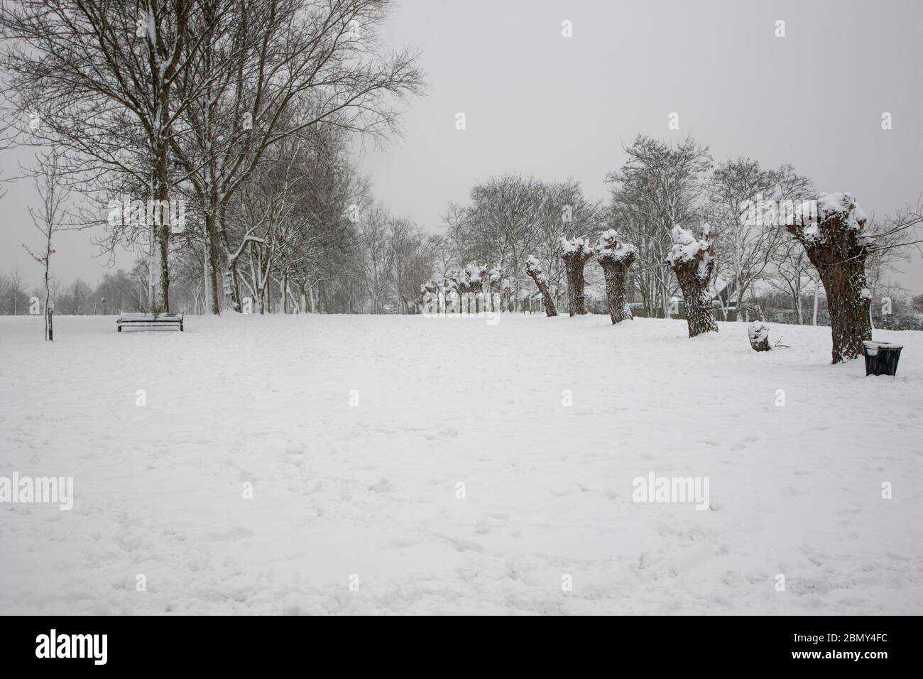 Neve invernale con alberi coperti di neve Foto Stock