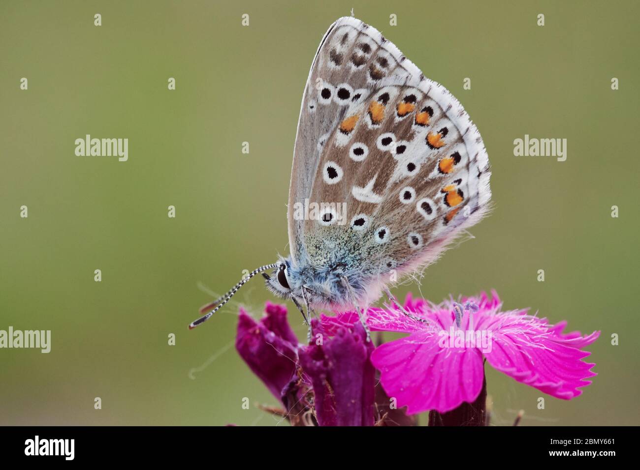 Adonis Blue Butterfly (Lysandra bellargus) si siede su un fiore rosa isolato su uno sfondo verde sfocato Foto Stock