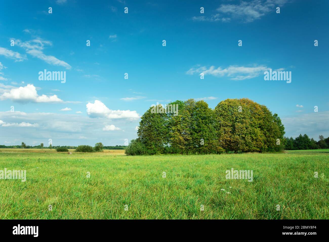 Gruppo di alberi su un prato verde e cielo soleggiato estate blu Foto Stock