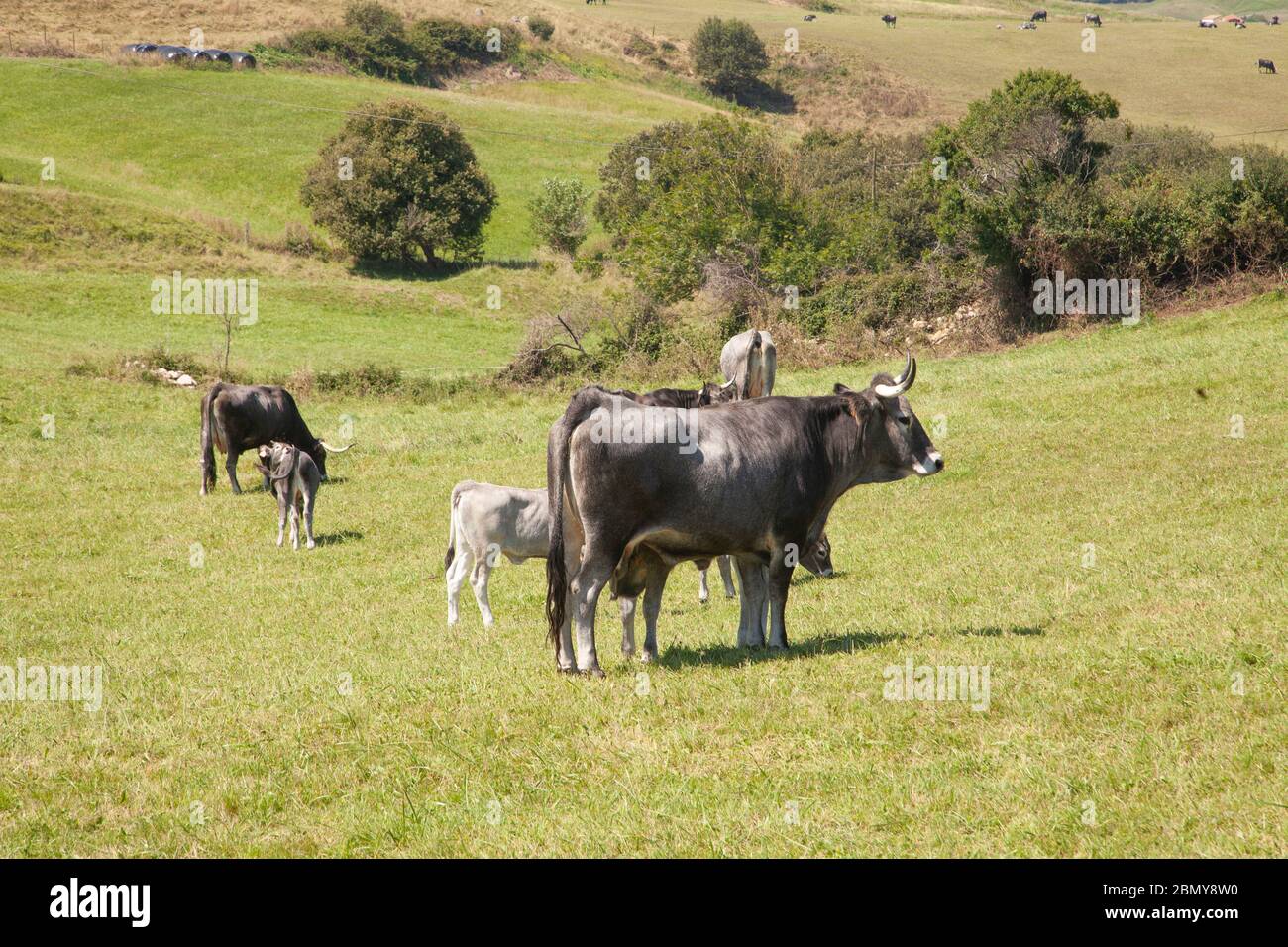 La Tudanca è una razza bovina spagnola indigena nella parte occidentale della Cantabria Foto Stock