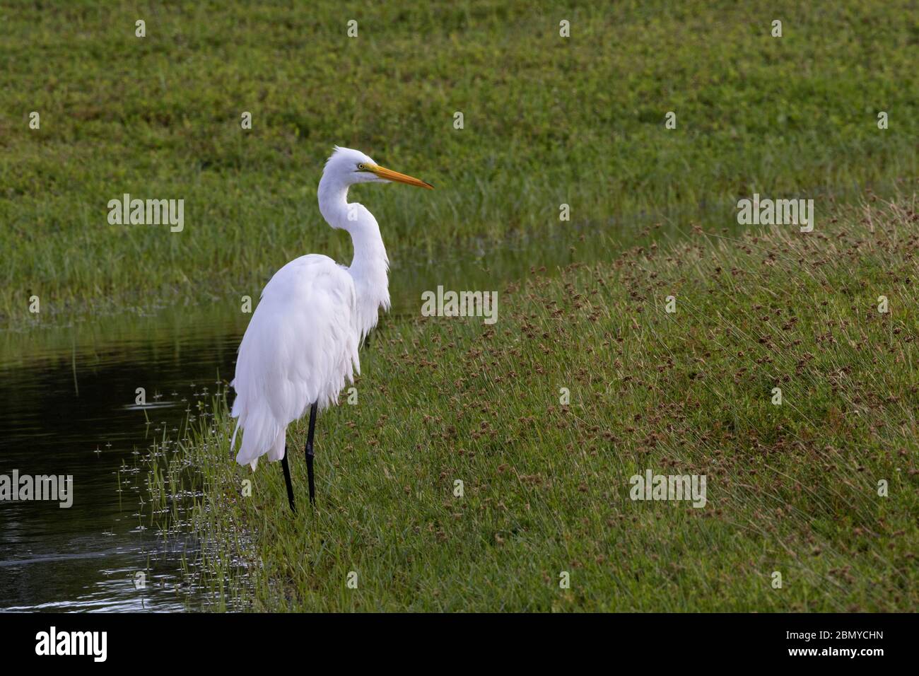 Grazioso poise di una Grande Egret nel suo ambiente naturale al Fort De Soto County Park in Florida. Foto Stock