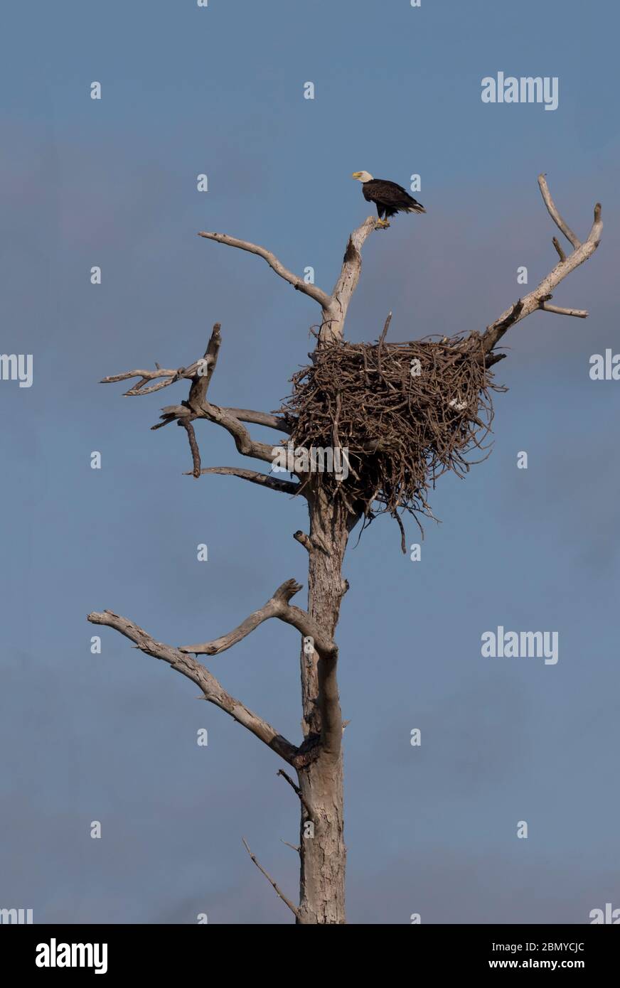 L'aquila calva americana si erge appollaiato sopra il suo immenso nido al St. Marks National Wildlife Refuge in Florida Foto Stock