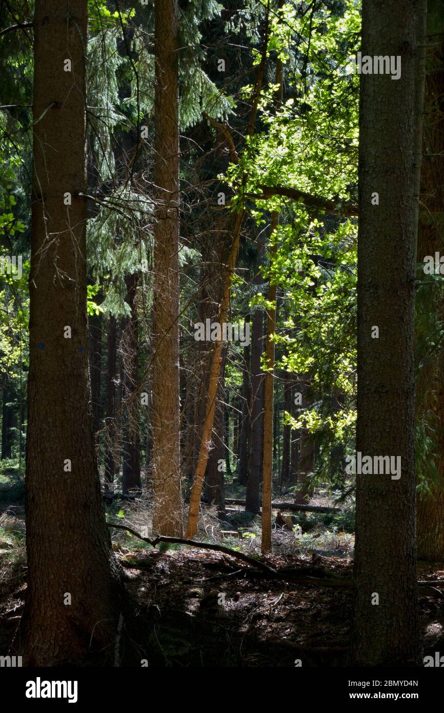 Gimpse in una pineta in primavera, fogliame splendidamente illuminato e luce riflessa su tre steli Foto Stock