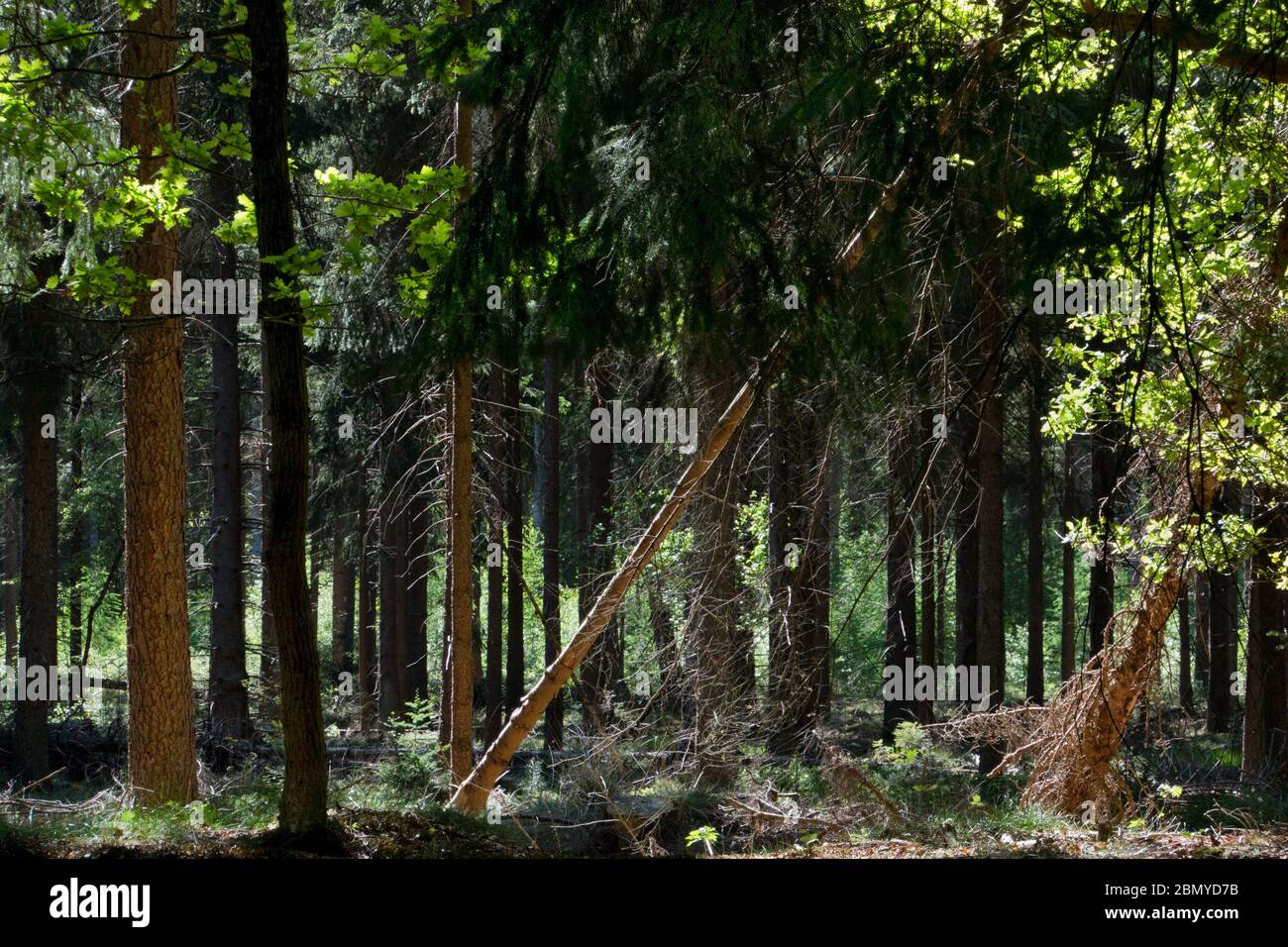 Gimpse in una pineta in primavera, fogliame splendidamente illuminato e luce riflessa su tre steli Foto Stock