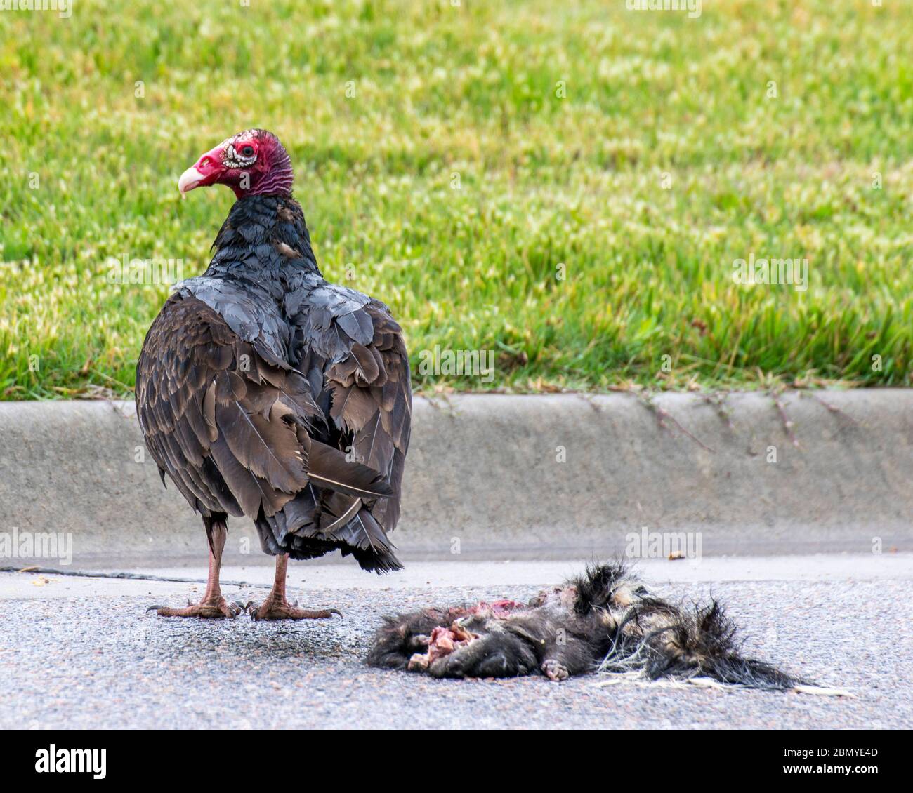 Turchia Vulture con Road Kill in piedi sul marciapiede. Foto Stock