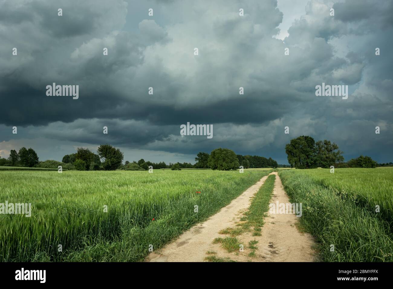 Una strada sterrata attraverso campi con grano verde e nuvole di pioggia scure nel cielo Foto Stock