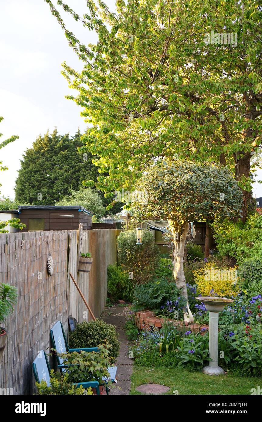 Giardino all'inglese maturo nella sera sole primaverile con un albero sullo sfondo Foto Stock