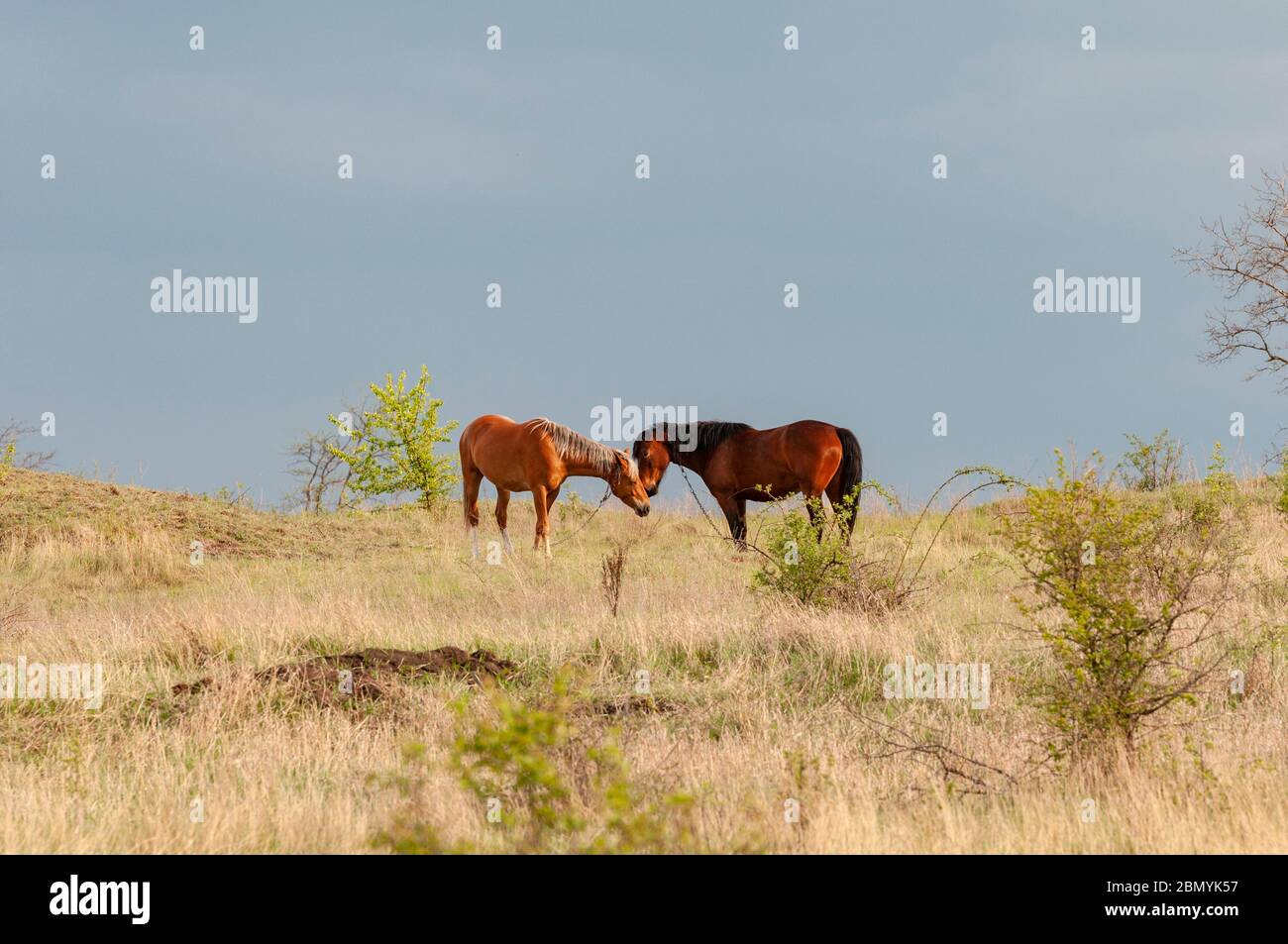 Due cavalli marroni sul pascolo. Foto Stock