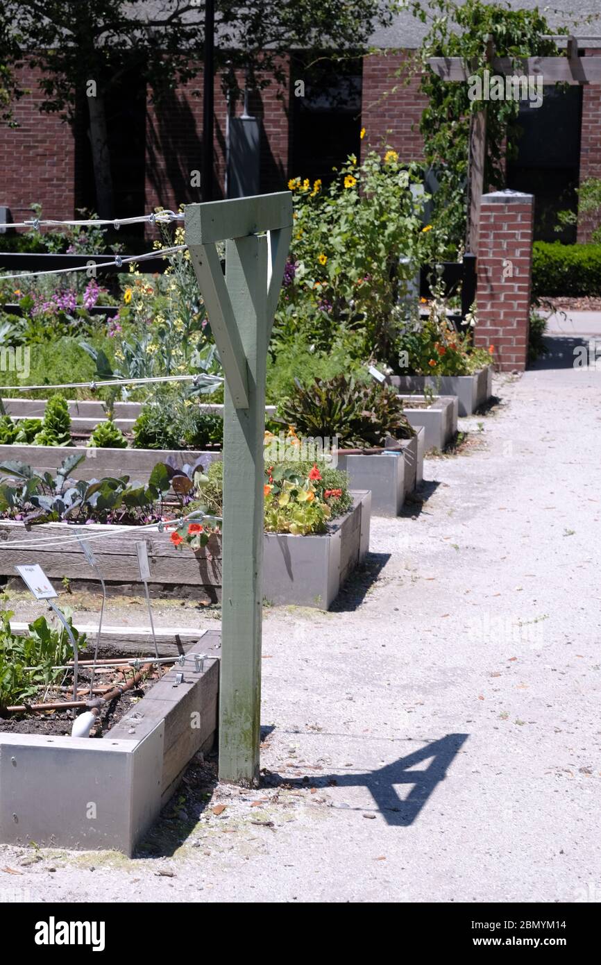Urban Rain Garden su Flood Plain Growing Kale, Broccoli, Verdi, Girasoli, lattuga, e altri prodotti per migliorare l'ambiente. Foto Stock