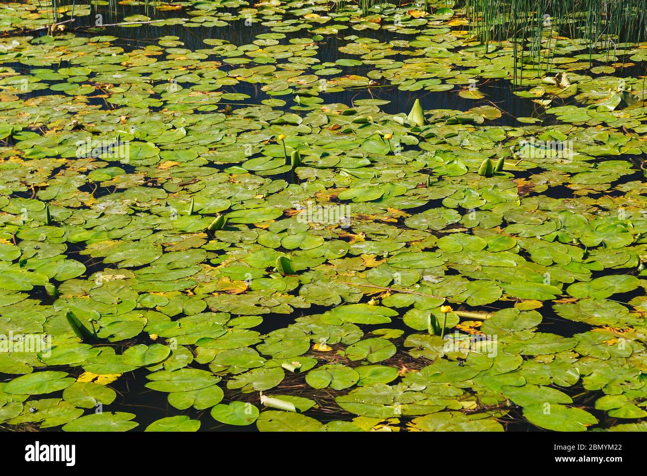 Una lutea nuphar, il giglio d'acqua giallo o una bottiglia di brandy alla superficie dell'acqua al Lago Skadar, Parco Nazionale in Montenegro. Foto Stock