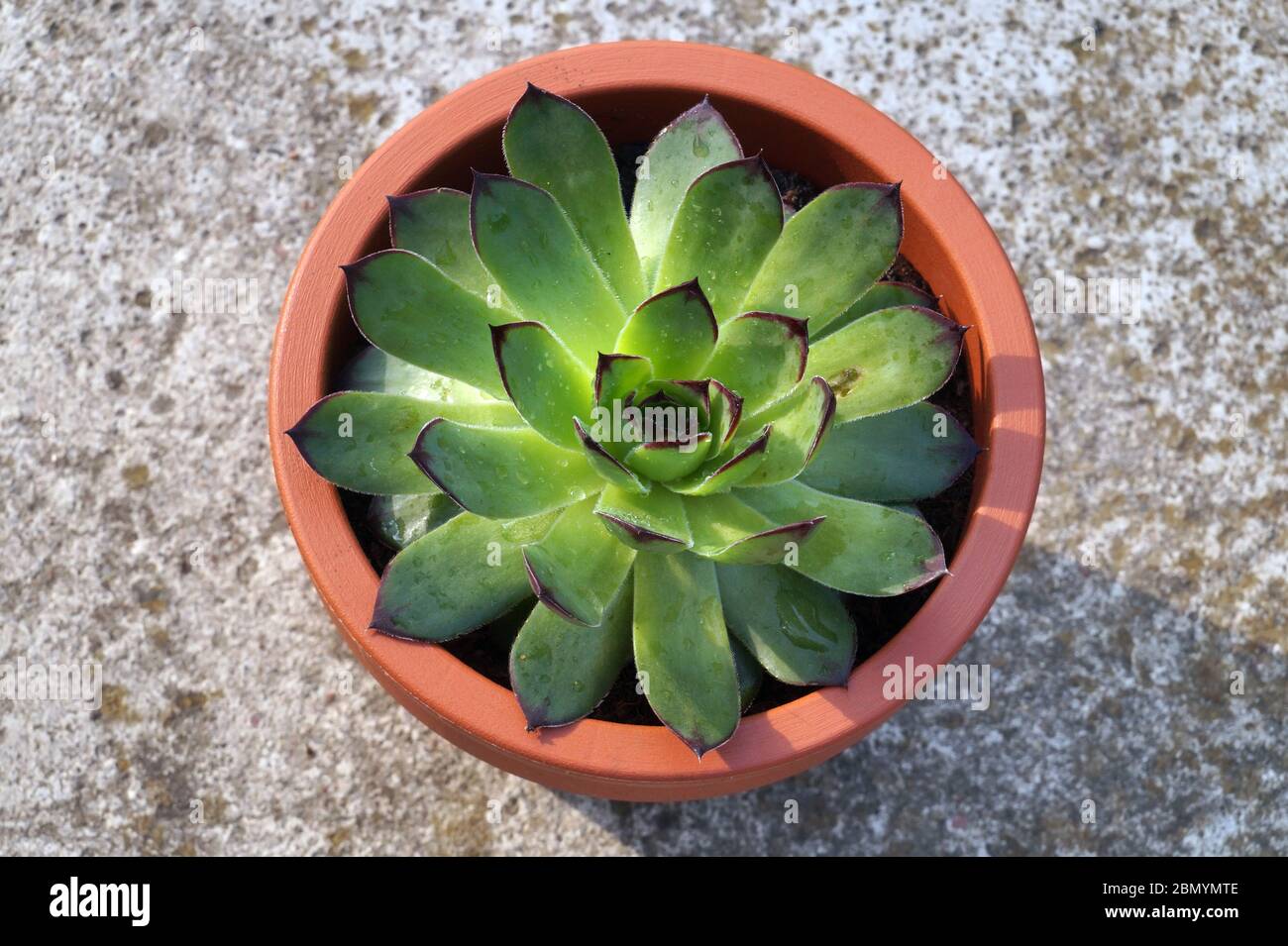 Sempervivum comunemente noto ashouseeeeks. Altri nomi comuni includono viveforever e gallina e pulcini. Foto Stock