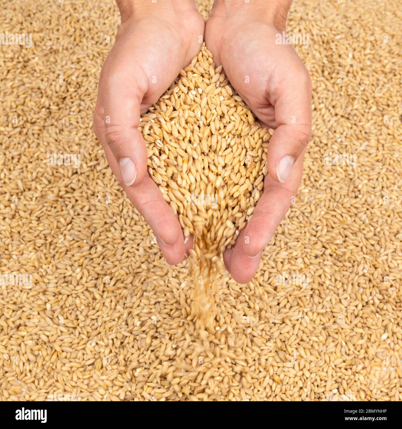 Mani con grano di cereale che versa giù. Concetto di crisi alimentare Foto Stock