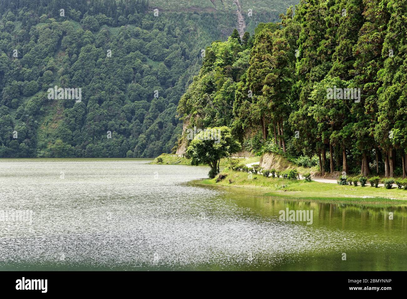 Lago cratere con riflessi del sole e impressionante albero di fronte a una zona forestale, verdi - Ubicazione: Azzorre, isola Sao Miguel, Caldeira das Sete Cidades, Foto Stock