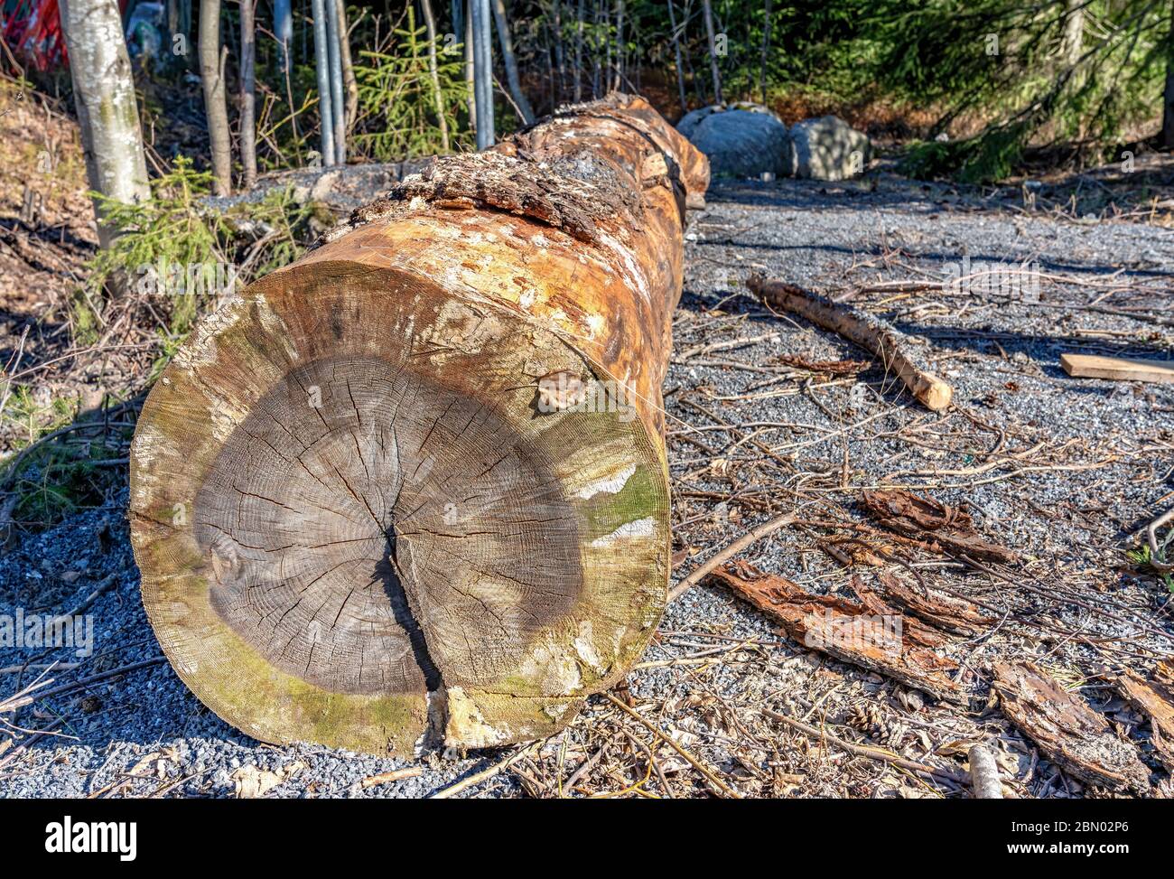 Ampio tronco singolo di vecchio pino su un lato del parcheggio. Vista laterale tagliata, più di 140 anelli annuali possono essere visti su taglio asciutto. Giorno di sole Foto Stock