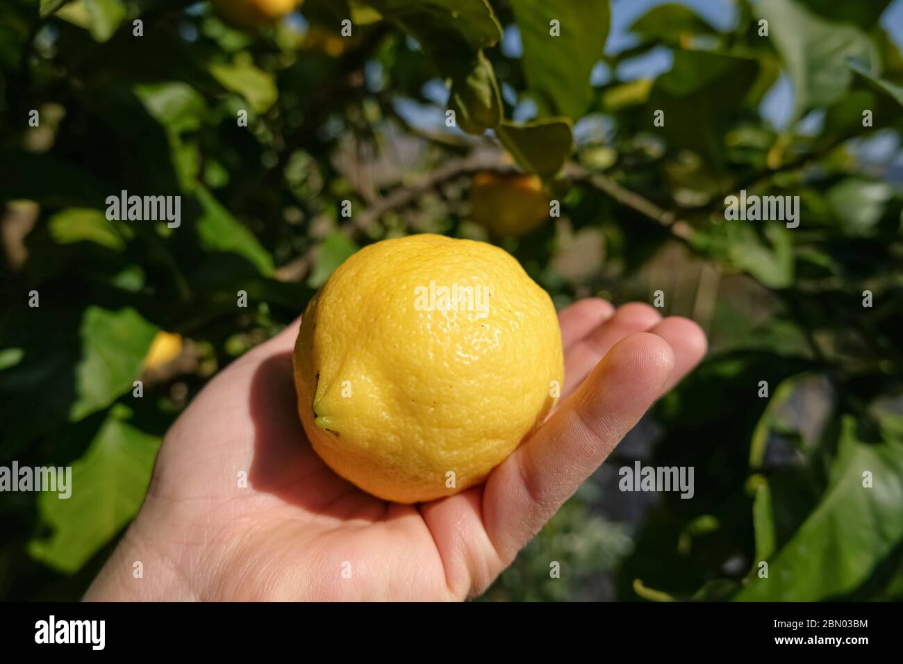 Mano uomo gustoso limone italiano, frutta genuina raccolta fatta in casa, prodotto invernale Foto Stock