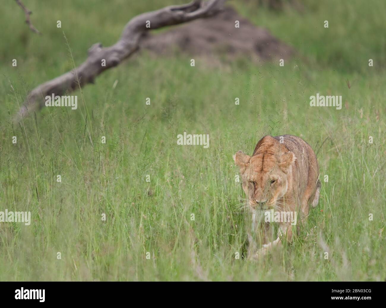 Leonessa caccia Africa orientale Serengeti parco nazionale Foto Stock