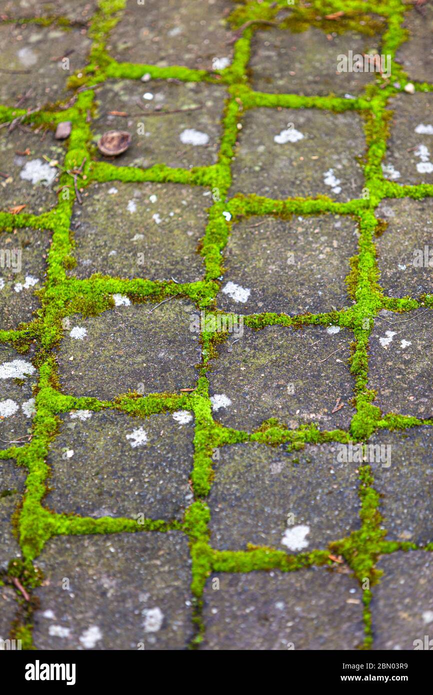 Muschio che forma una forma quadrata verde negli spazi di giunzione della pavimentazione Foto Stock