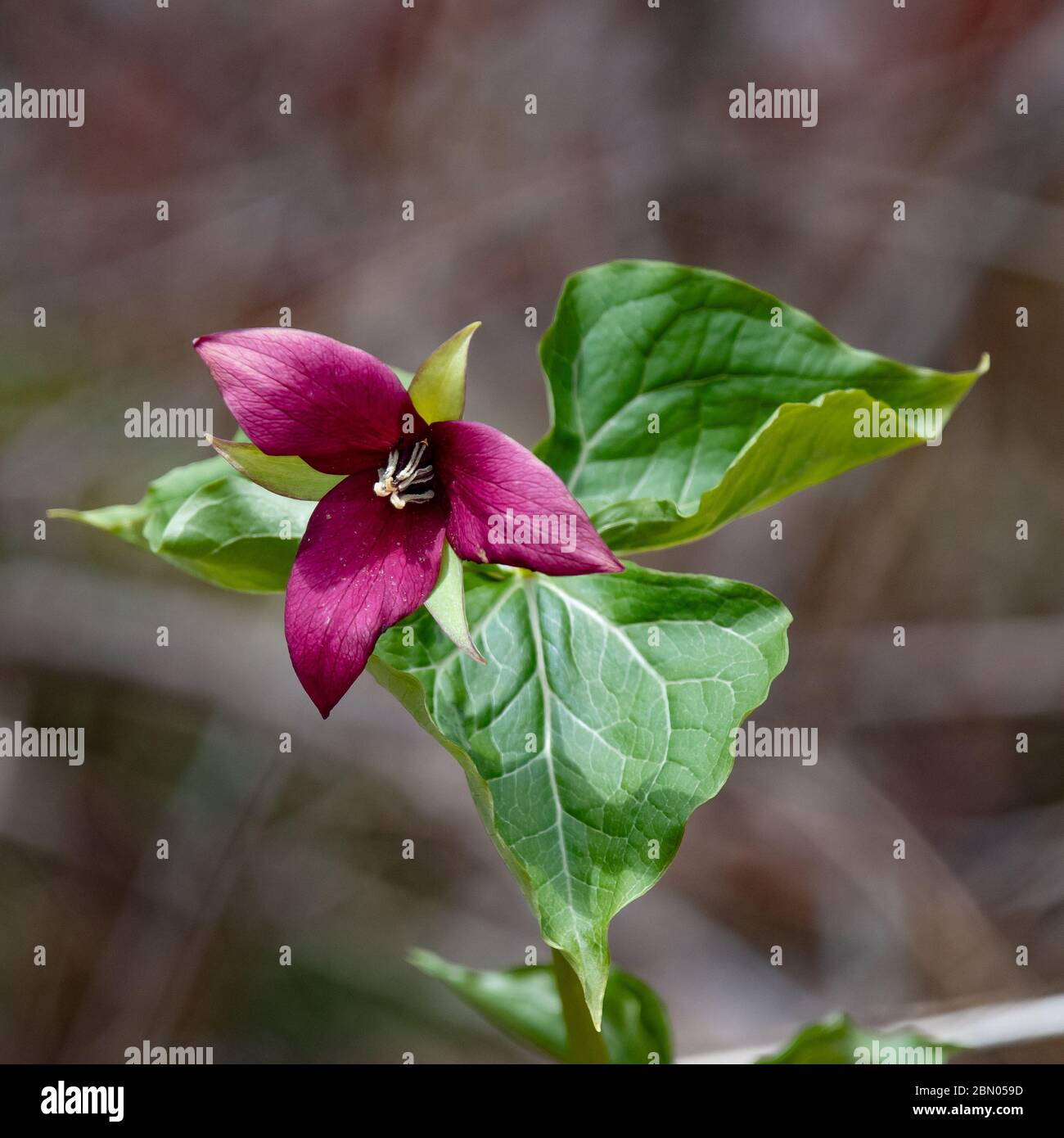 Un rosso trillio, Trillium erectum, che cresce nelle montagne selvagge Adirondack, NY USA foresta Foto Stock